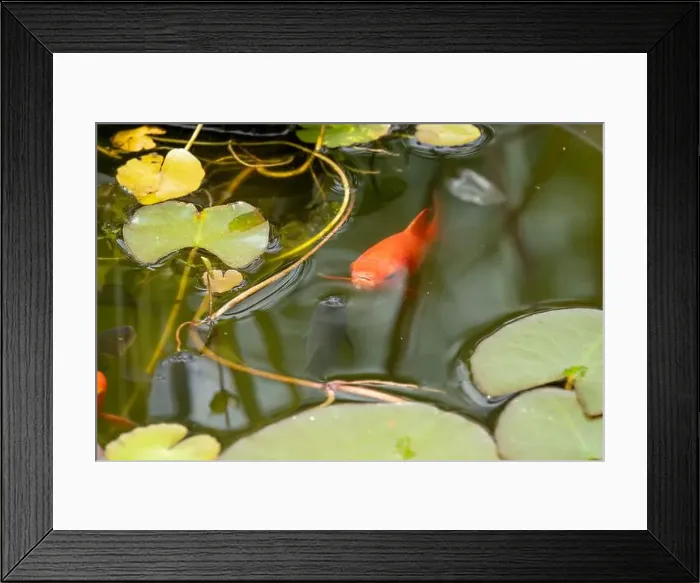 Framed Print : close-up of goldfish (Carassius auratus) surface swimming amongst lily pads Framed Print : close-up of goldfish (Carassius auratus) surface swimming amongst lily pads