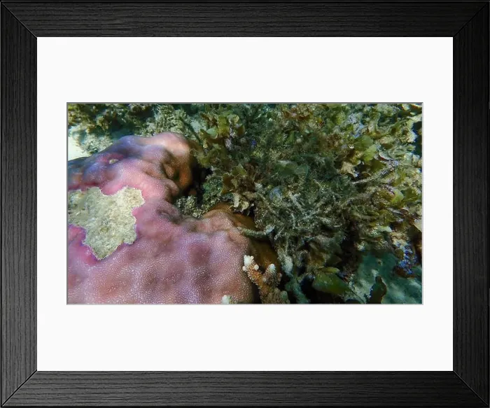 Framed Print : Vibrant coral reef with live and dead corals, surrounded by schooling reef fish in Bawean Island, East Java, Indonesia Framed Print : Vibrant coral reef with live and dead corals, surrounded by schooling reef fish in Bawean Island, East Java, Indonesia