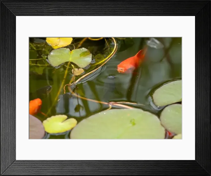 Framed Print : close-up of goldfish (Carassius auratus) surface swimming amongst lily pads Framed Print : close-up of goldfish (Carassius auratus) surface swimming amongst lily pads
