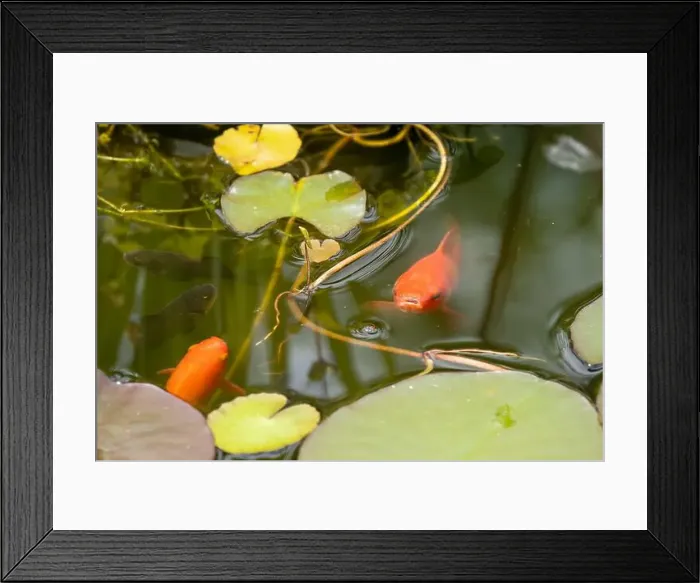 Framed Print : close-up of goldfish (Carassius auratus) surface swimming amongst lily pads Framed Print : close-up of goldfish (Carassius auratus) surface swimming amongst lily pads