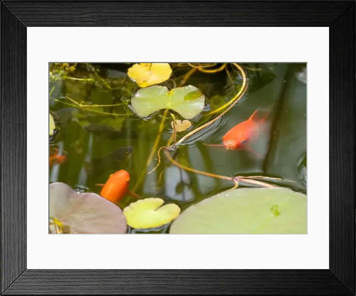 Framed Print : close-up of goldfish (Carassius auratus) surface swimming amongst lily pads Framed Print : close-up of goldfish (Carassius auratus) surface swimming amongst lily pads