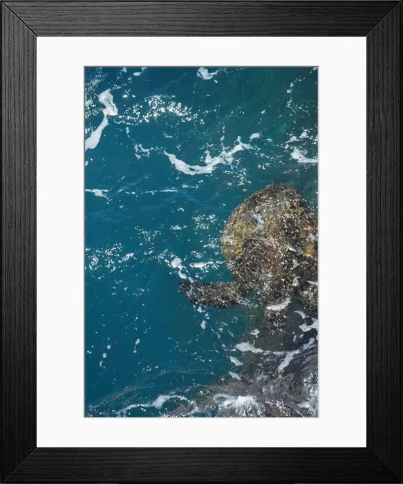 Framed Print : Sea turtle swimming gracefully in crystal-clear turquoise waters Framed Print : Sea turtle swimming gracefully in crystal-clear turquoise waters