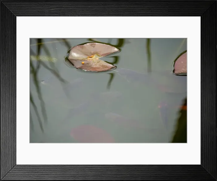 Framed Print : close-up of goldfish (Carassius auratus) surface swimming amongst lily pads Framed Print : close-up of goldfish (Carassius auratus) surface swimming amongst lily pads