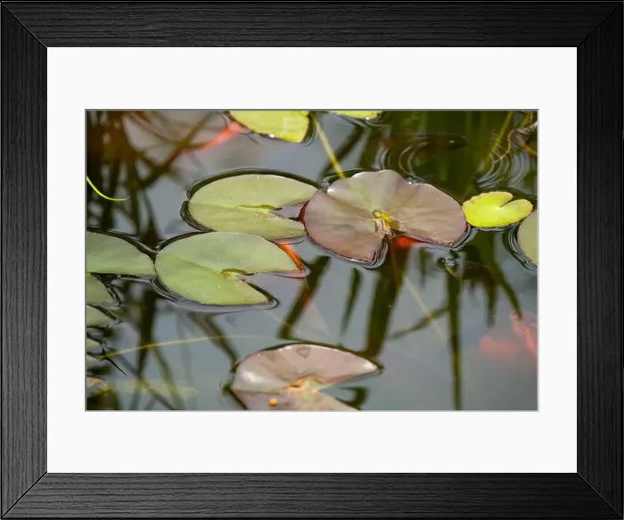 Framed Print : close-up of goldfish (Carassius auratus) surface swimming amongst lily pads Framed Print : close-up of goldfish (Carassius auratus) surface swimming amongst lily pads
