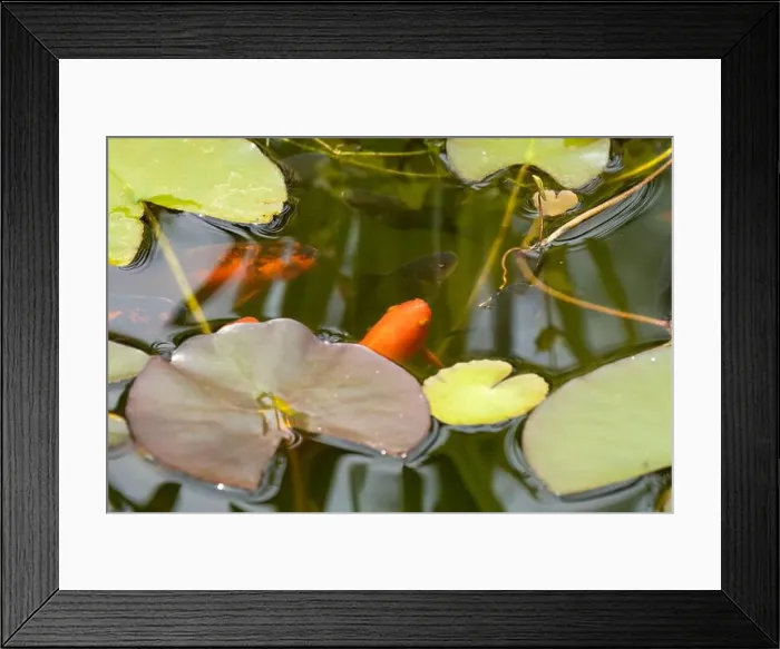 Framed Print : close-up of goldfish (Carassius auratus) surface swimming amongst lily pads Framed Print : close-up of goldfish (Carassius auratus) surface swimming amongst lily pads