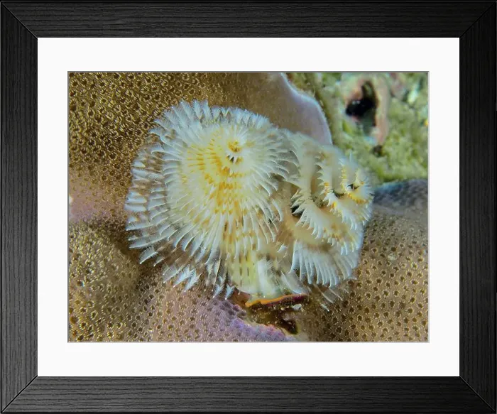 Framed Print : Spiral-shaped white Indo-Pacific Christmas tree worm (Spirobranchus corniculatus) on corals Framed Print : Spiral-shaped white Indo-Pacific Christmas tree worm (Spirobranchus corniculatus) on corals