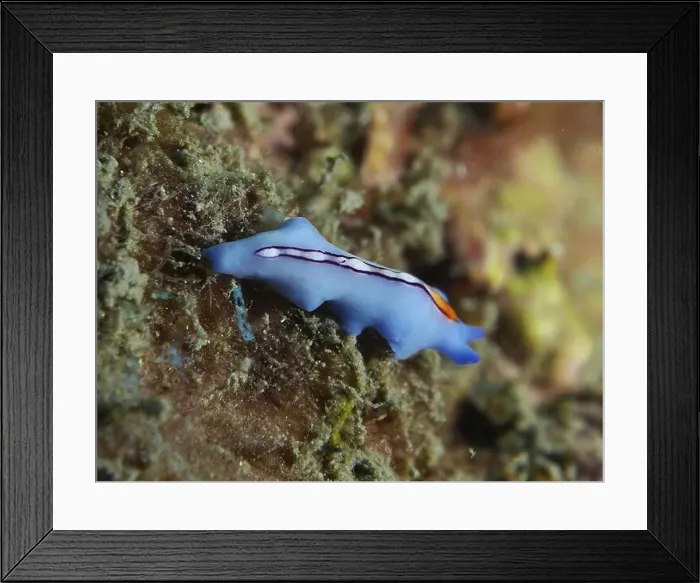 Framed Print : Narrow blue creature with orange lines Framed Print : Narrow blue creature with orange lines
