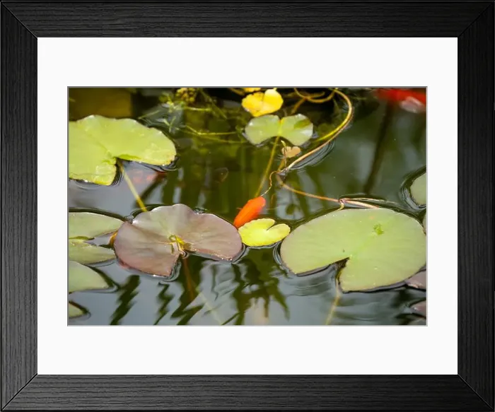 Framed Print : close-up of goldfish (Carassius auratus) surface swimming amongst lily pads Framed Print : close-up of goldfish (Carassius auratus) surface swimming amongst lily pads