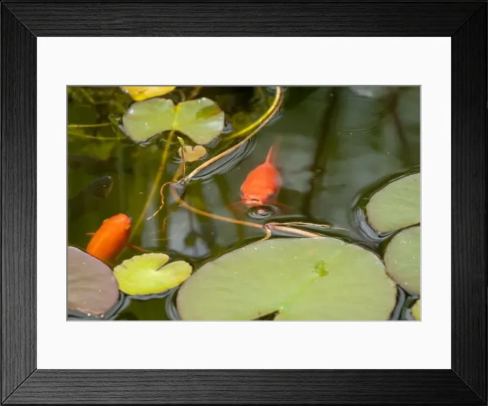 Framed Print : close-up of goldfish (Carassius auratus) surface swimming amongst lily pads Framed Print : close-up of goldfish (Carassius auratus) surface swimming amongst lily pads