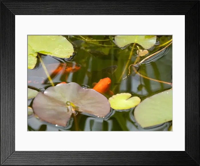 Framed Print : close-up of goldfish (Carassius auratus) surface swimming amongst lily pads Framed Print : close-up of goldfish (Carassius auratus) surface swimming amongst lily pads