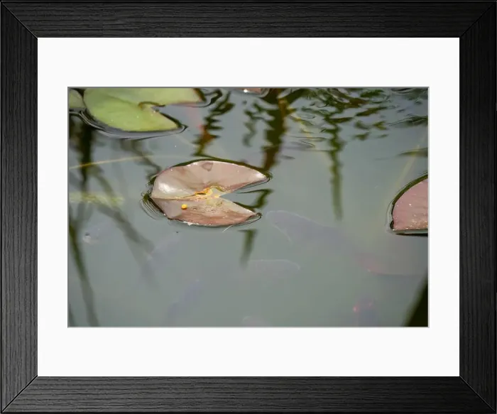 Framed Print : close-up of goldfish (Carassius auratus) surface swimming amongst lily pads Framed Print : close-up of goldfish (Carassius auratus) surface swimming amongst lily pads