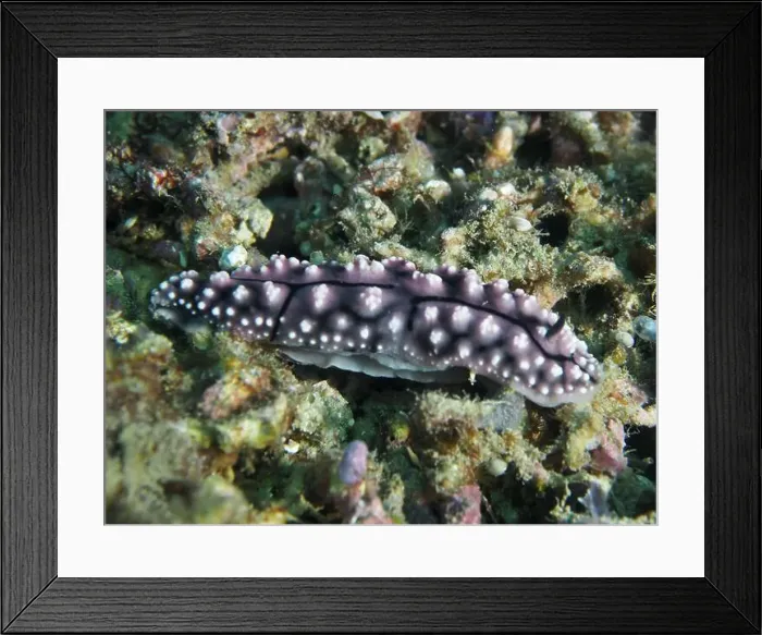 Framed Print : Pustule warty snail (Phyllidiella pustulosa) Framed Print : Pustule warty snail (Phyllidiella pustulosa)