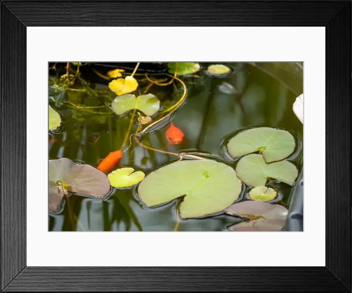 Framed Print : close-up of goldfish (Carassius auratus) surface swimming amongst lily pads Framed Print : close-up of goldfish (Carassius auratus) surface swimming amongst lily pads