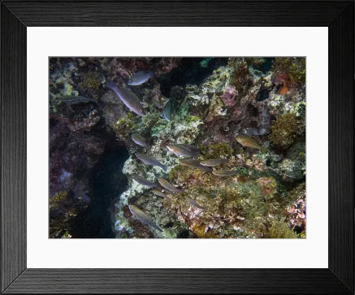Framed Print : Emerald Parrotfish (Nicholsina usta) the Caribbean Sea Framed Print : Emerald Parrotfish (Nicholsina usta) the Caribbean Sea
