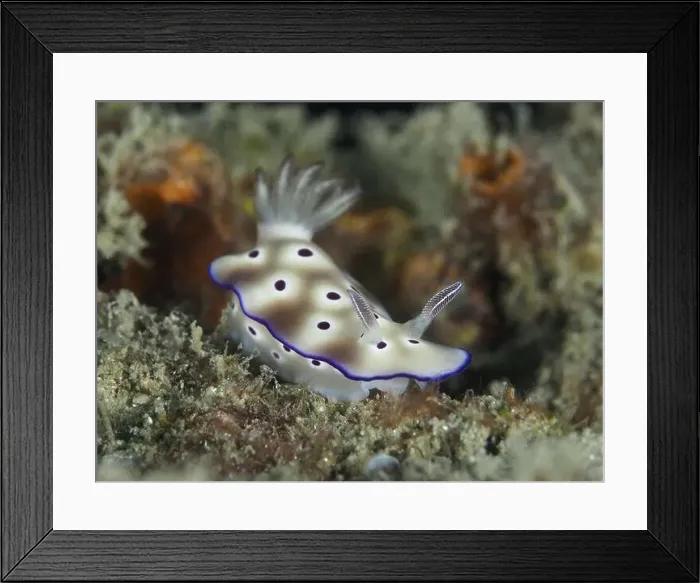 Framed Print : Nudibranch with purple coloured spots and white body Framed Print : Nudibranch with purple coloured spots and white body