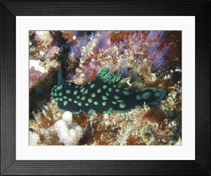 Framed Print : Green neon star snail (Nembrotha cristata) on algae, dive site SD, Nusa Ceningan, Nusa Penida, Bali, Indonesia, Asia Framed Print : Green neon star snail (Nembrotha cristata) on algae, dive site SD, Nusa Ceningan, Nusa Penida, Bali, Indonesia, Asia