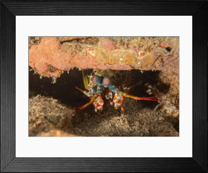 Framed Print : Mantis crayfish in the Sea of the Philippines Framed Print : Mantis crayfish in the Sea of the Philippines
