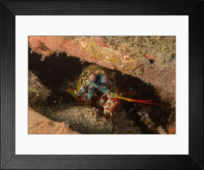 Framed Print : Mantis crayfish in the Sea of the Philippines Framed Print : Mantis crayfish in the Sea of the Philippines