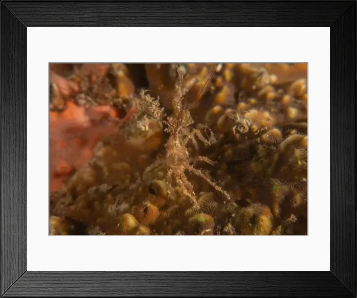Framed Print : long-legged spider crab in the Sea of the Philippines Framed Print : long-legged spider crab in the Sea of the Philippines