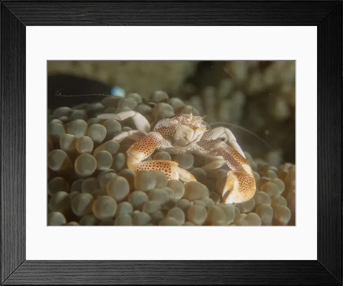 Framed Print : long-legged spider crab in the Sea of the Philippines Framed Print : long-legged spider crab in the Sea of the Philippines