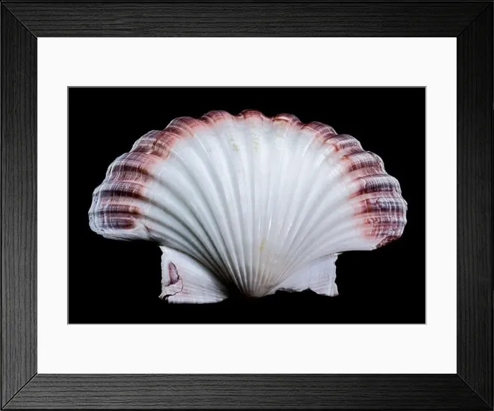 Framed Print : Pecten jacobaeus scallop shell on black background Framed Print : Pecten jacobaeus scallop shell on black background