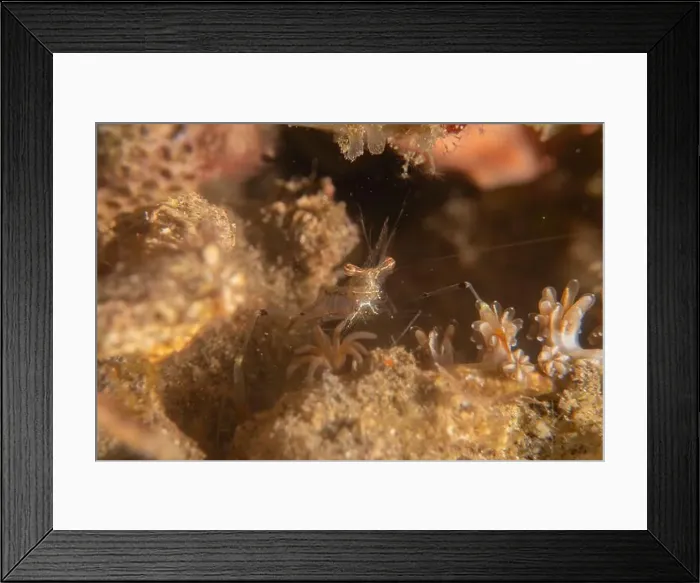 Framed Print : long-legged spider crab in the Sea of the Philippines Framed Print : long-legged spider crab in the Sea of the Philippines
