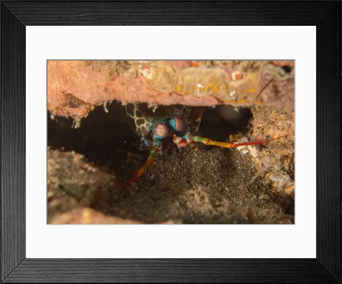Framed Print : Mantis crayfish in the Sea of the Philippines Framed Print : Mantis crayfish in the Sea of the Philippines
