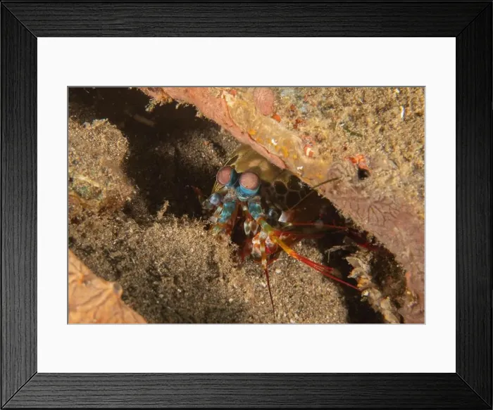 Framed Print : Mantis crayfish in the Sea of the Philippines Framed Print : Mantis crayfish in the Sea of the Philippines