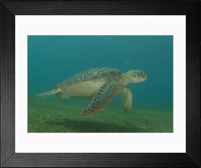 Framed Print : Hawksbill sea turtle in the Sea of the Philippines Framed Print : Hawksbill sea turtle in the Sea of the Philippines