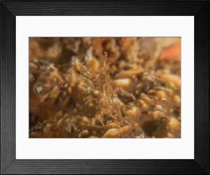 Framed Print : long-legged spider crab in the Sea of the Philippines Framed Print : long-legged spider crab in the Sea of the Philippines