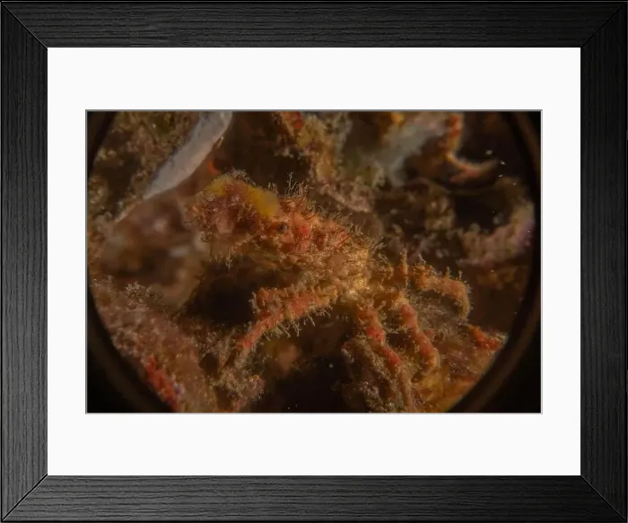 Framed Print : long-legged spider crab in the Sea of the Philippines Framed Print : long-legged spider crab in the Sea of the Philippines