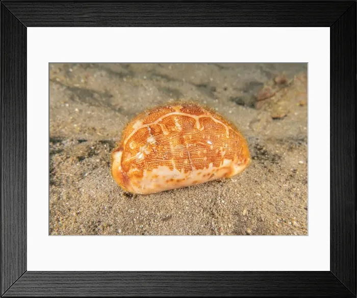 Framed Print : Conus Textile On the seabed in the Red Sea, Eilat Israel Framed Print : Conus Textile On the seabed in the Red Sea, Eilat Israel