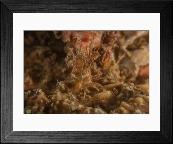 Framed Print : long-legged spider crab in the Sea of the Philippines