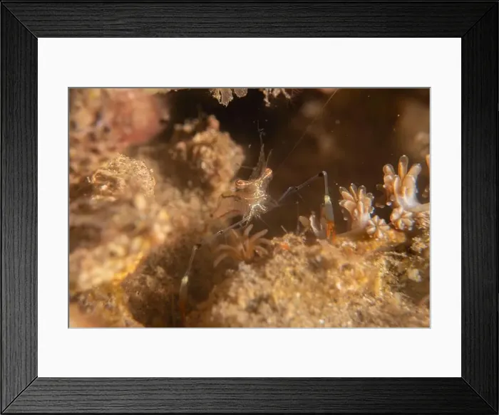 Framed Print : long-legged spider crab in the Sea of the Philippines Framed Print : long-legged spider crab in the Sea of the Philippines