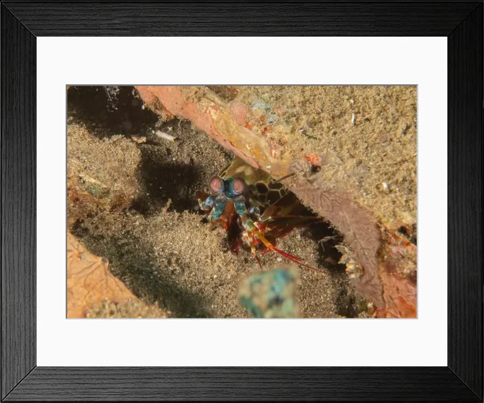 Framed Print : Mantis crayfish in the Sea of the Philippines Framed Print : Mantis crayfish in the Sea of the Philippines