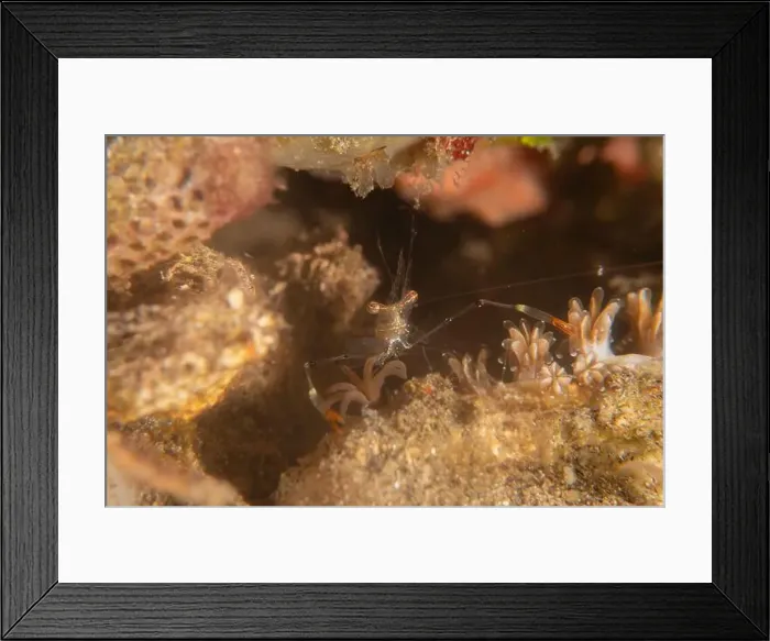 Framed Print : long-legged spider crab in the Sea of the Philippines Framed Print : long-legged spider crab in the Sea of the Philippines