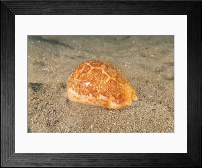 Framed Print : Conus Textile On the seabed in the Red Sea, Eilat Israel Framed Print : Conus Textile On the seabed in the Red Sea, Eilat Israel