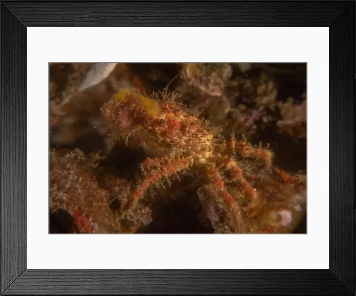 Framed Print : long-legged spider crab in the Sea of the Philippines Framed Print : long-legged spider crab in the Sea of the Philippines