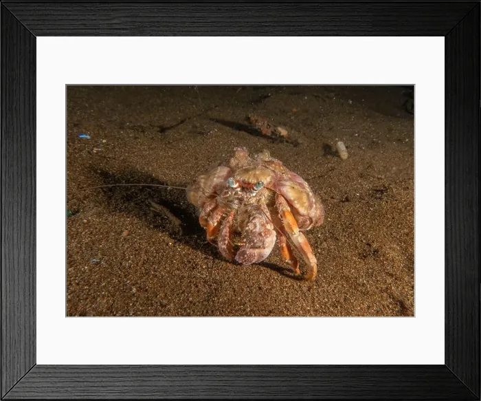 Framed Print : Hermit Crab in the Sea of the Philippines Framed Print : Hermit Crab in the Sea of the Philippines