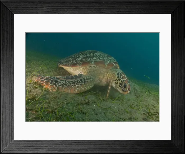 Framed Print : Hawksbill sea turtle in the Sea of the Philippines Framed Print : Hawksbill sea turtle in the Sea of the Philippines