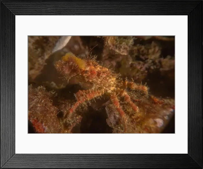 Framed Print : long-legged spider crab in the Sea of the Philippines Framed Print : long-legged spider crab in the Sea of the Philippines