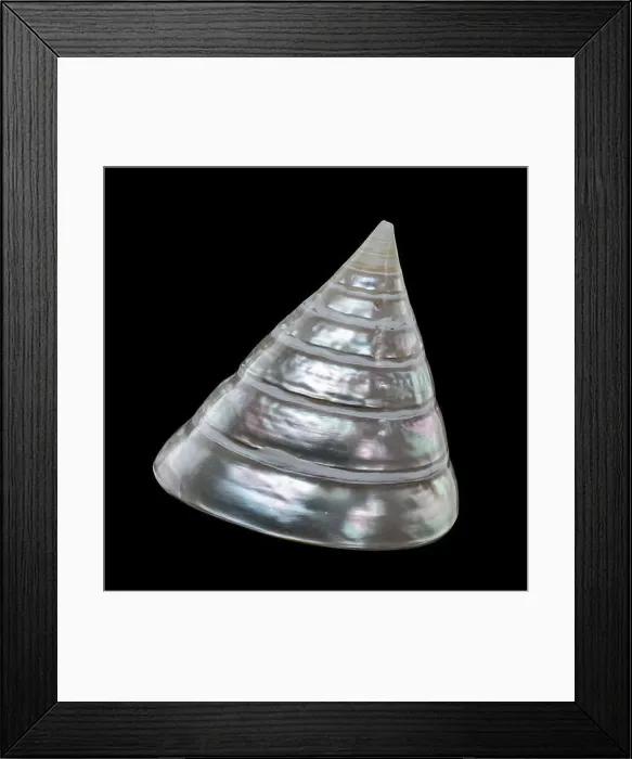Framed Print : Tectus pyramis pearl shell on black background Framed Print : Tectus pyramis pearl shell on black background