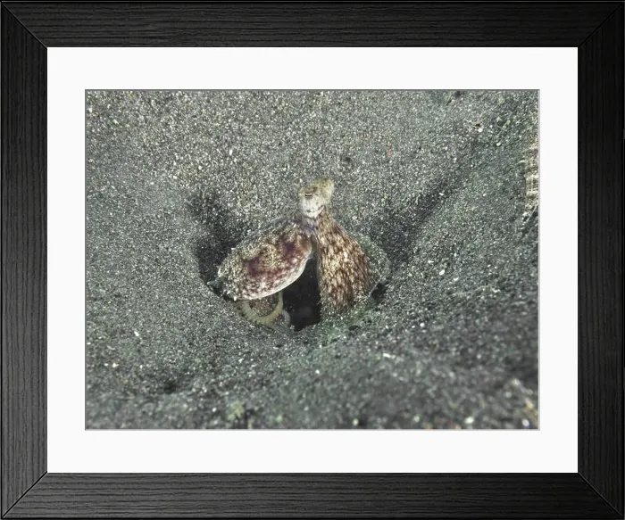 Framed Print : A well camouflaged Marbled Octopus (Amphioctopus aegina) in a sandy environment Framed Print : A well camouflaged Marbled Octopus (Amphioctopus aegina) in a sandy environment