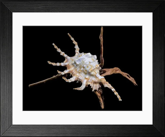 Framed Print : Close-up of a Lambis scorpio or scorpion conch shell with intricate spines Framed Print : Close-up of a Lambis scorpio or scorpion conch shell with intricate spines