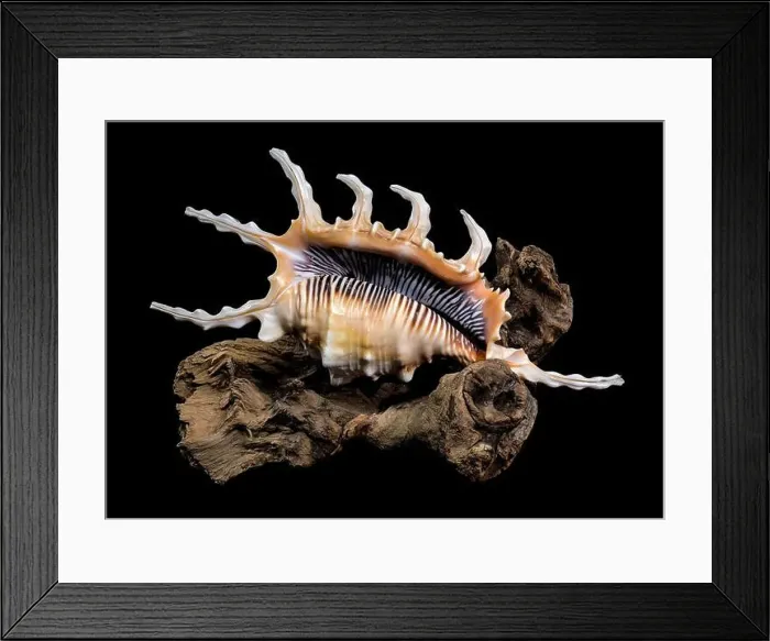 Framed Print : Close-up of a Lambis scorpio or scorpion conch shell with intricate spines Framed Print : Close-up of a Lambis scorpio or scorpion conch shell with intricate spines