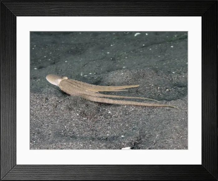 Framed Print : A slender marbled octopus (Amphioctopus aegina) glides flat over the sand Framed Print : A slender marbled octopus (Amphioctopus aegina) glides flat over the sand