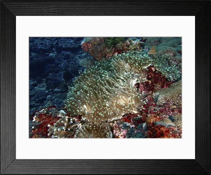Framed Print : Anthopleura xanthogrammica (Stichodactyla gigantea) stretching over a colourful reef Framed Print : Anthopleura xanthogrammica (Stichodactyla gigantea) stretching over a colourful reef