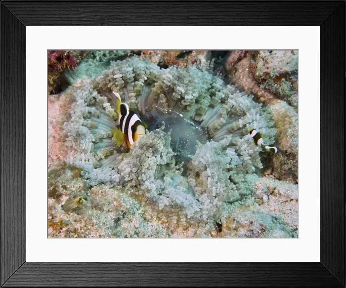 Framed Print : Clownfish swimming in a colourful glass bead anemone (Heteractis aurora) in the coral reef Framed Print : Clownfish swimming in a colourful glass bead anemone (Heteractis aurora) in the coral reef