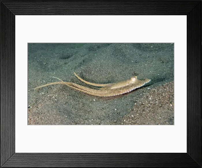 Framed Print : An elongated marbled octopus (Amphioctopus aegina) moves elegantly over sand Framed Print : An elongated marbled octopus (Amphioctopus aegina) moves elegantly over sand