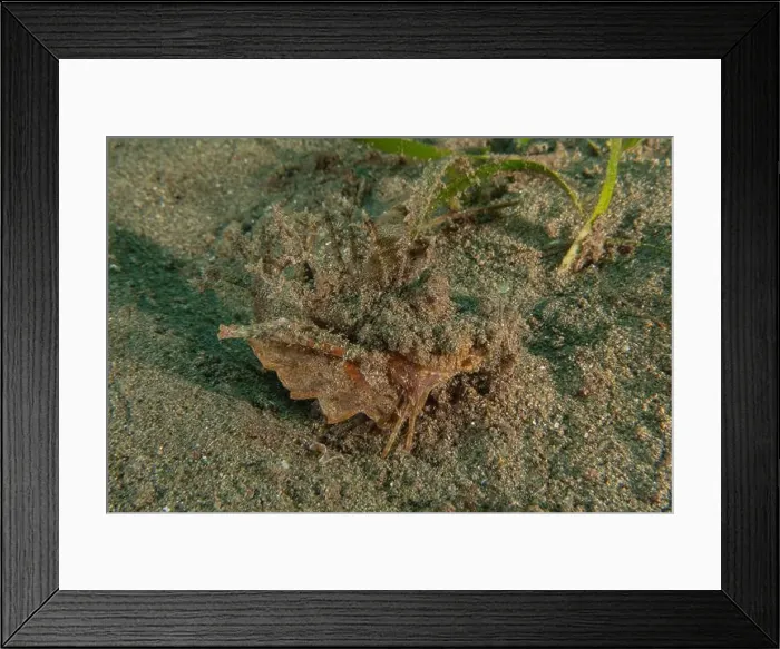 Framed Print : long-legged spider crab in the Sea of the Philippines Framed Print : long-legged spider crab in the Sea of the Philippines